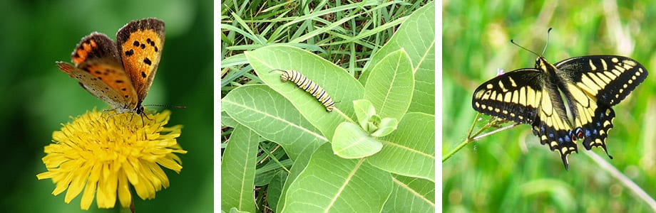 landButterflyHabitat