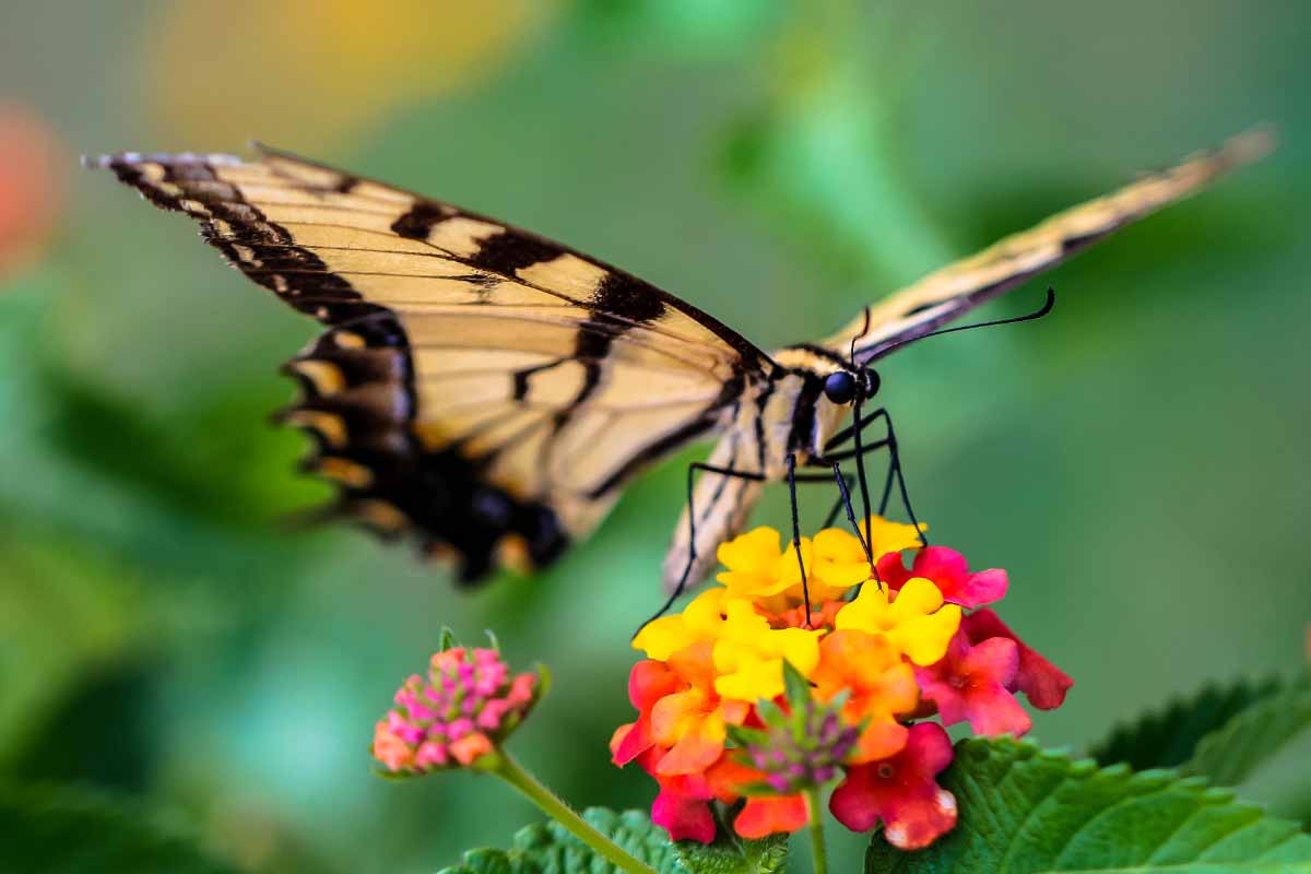 What Butterflies Have in Common with Straws